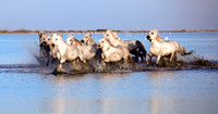 The Camargue